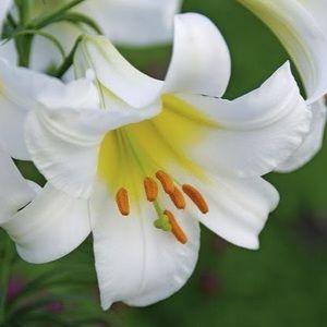 Meet your Posher, Lily